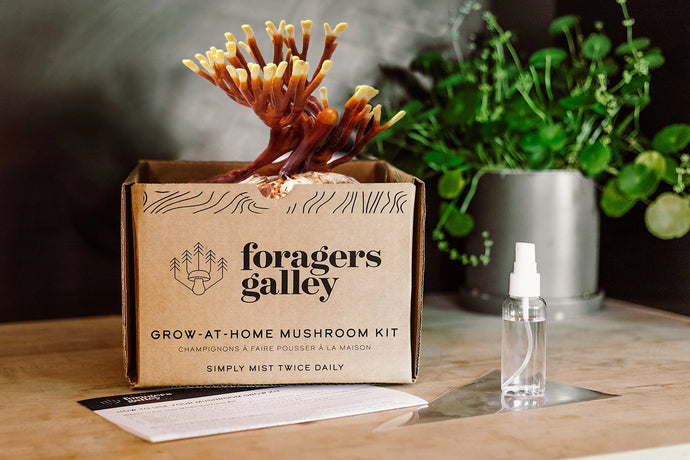 Foragers Galley Mushroom Kits